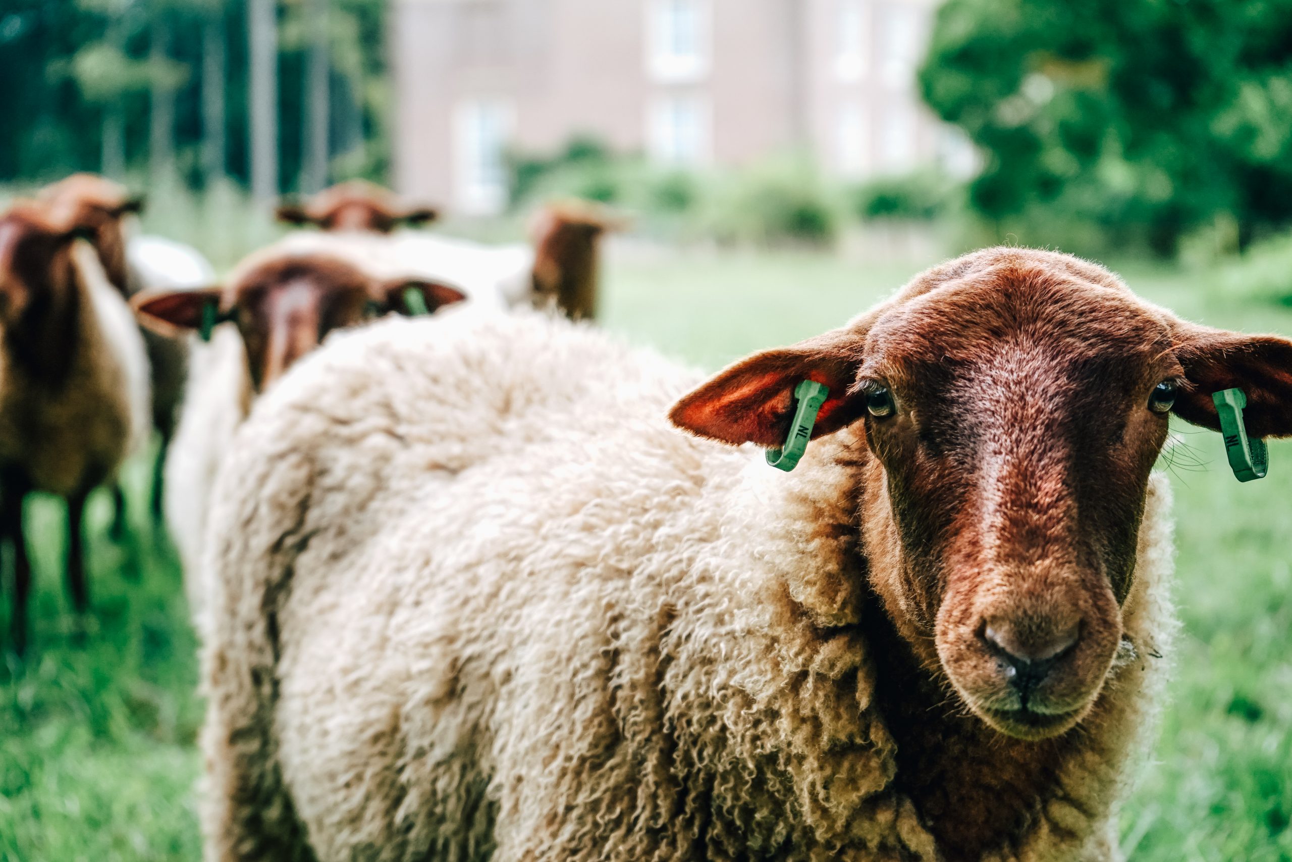 Schapen